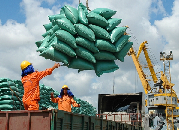 Fourniture de près de 740 tonnes de riz à la province de Binh Dinh